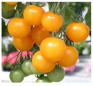 как вырастить томаты 1.jpg