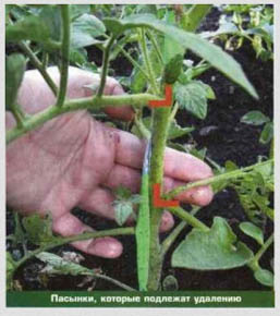 как вырастить томаты 2.jpg