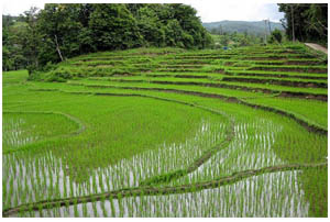 как выращивают рис.jpg