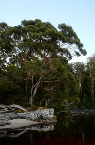 самое распространенное дерево в австралии.jpg
