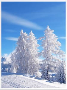 описание деревьев зимой.jpg