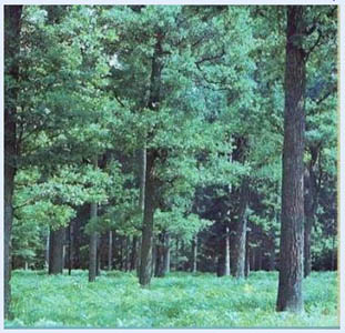 деревья широколиственных лесов.jpg