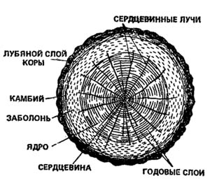строение ствола дерева.jpg