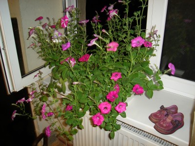 DSC06386.JPG