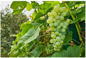как вырастить виноград в подмосковье.jpg