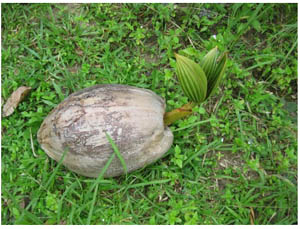 как вырастить кокос.jpg