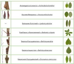 определитель кустарников и деревьев.jpg