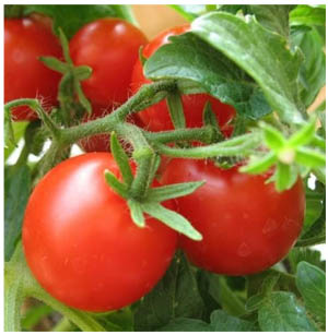как правильно выращивать помидоры.jpg