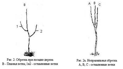 подрезка фруктовых деревьев.jpg