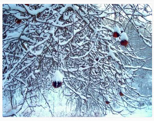 деревья зимой презентация.jpg