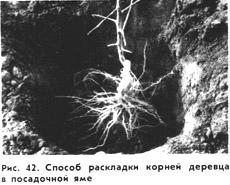 посадка плодовых деревьев.JPG