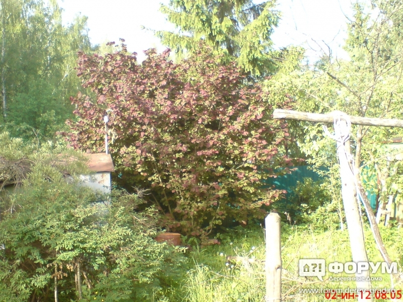орешник садовый