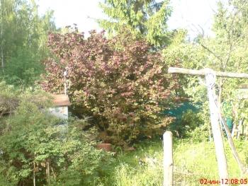 орешник садовый