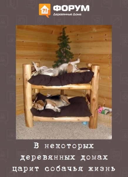 В некоторых деревянных домах царит собачья жизнь