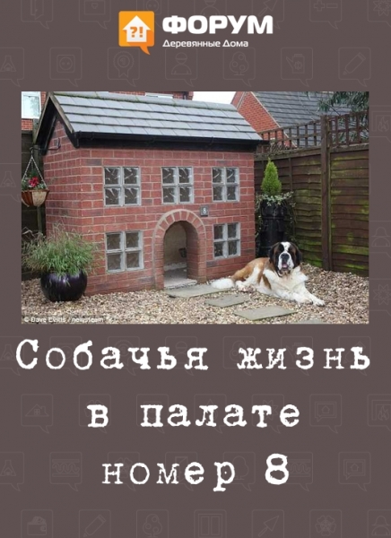 Собачья жизне в палате № 8