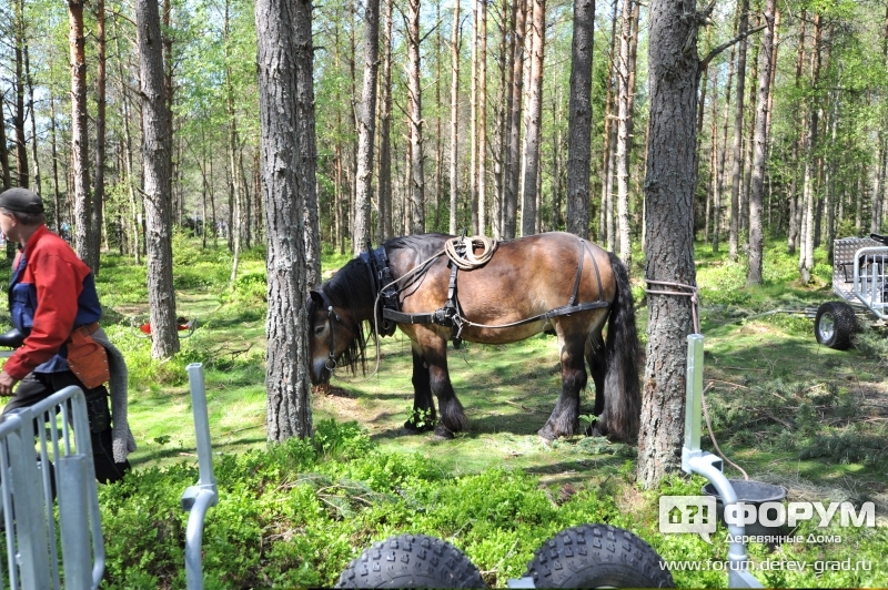 Лучший лесной транспорт