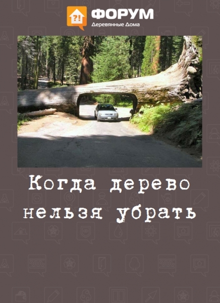 Когда дерево нельзя убрать