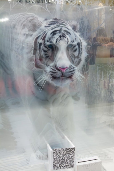 Рисунки на стекле от компании Tiger (Тайгер)