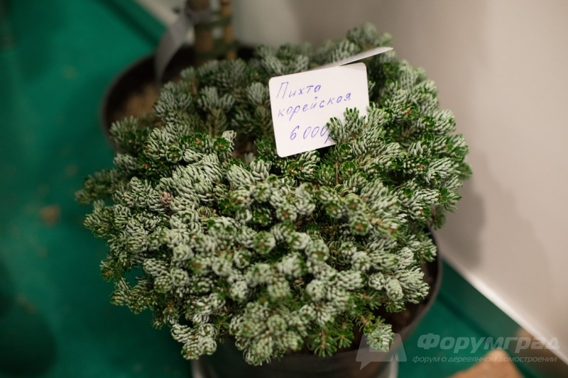 Красивые ландшафты от компании Parki (Парки) (1)