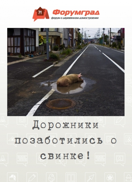 Дорожники позаботились о свинке!