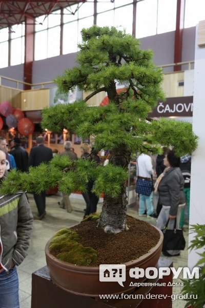 Bonsai