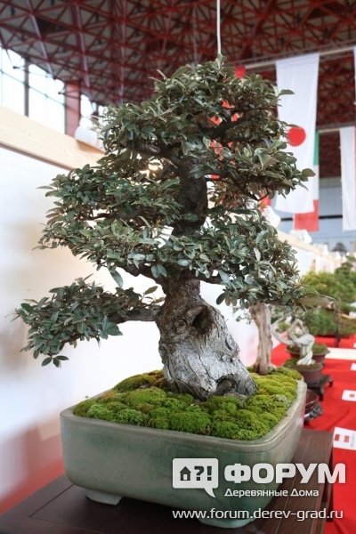 Bonsai