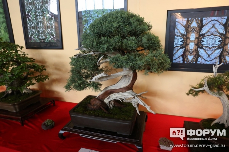 Bonsai