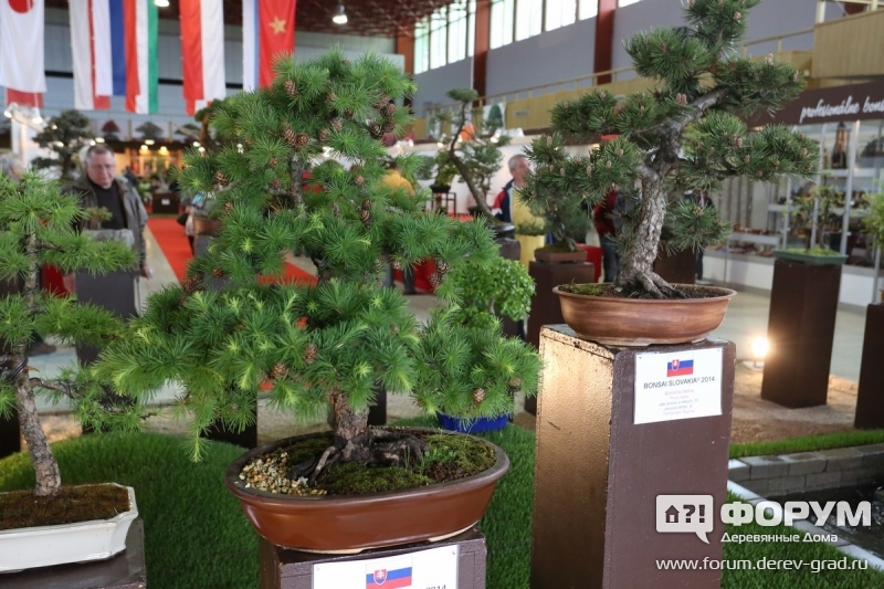 Bonsai