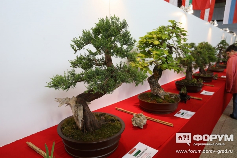 bonsai